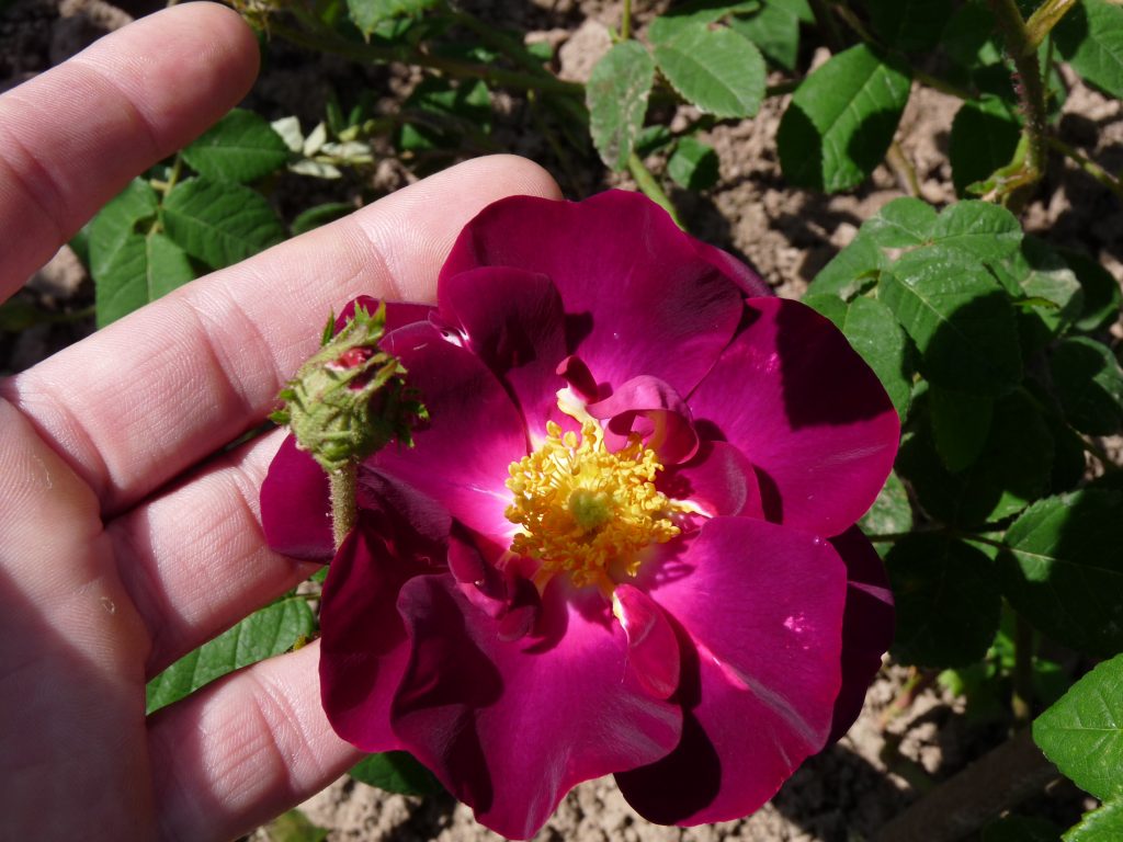 Merveille Karin Schade Stauden und Rosen