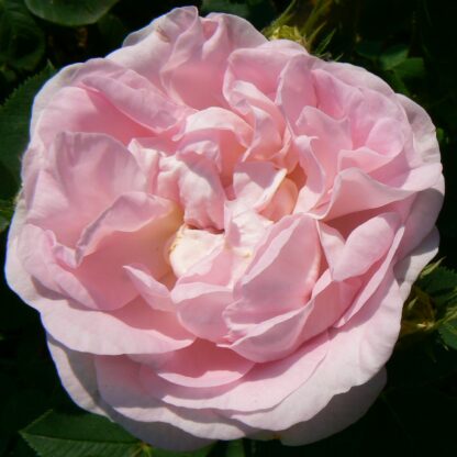 Agatha incarnata (Schmid)