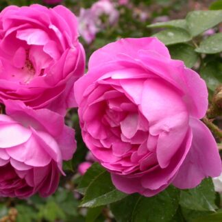 Baron de Wassenaer