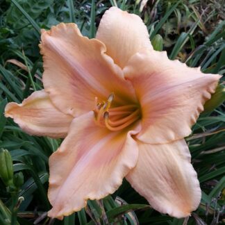 Berleyer Sommerlächeln