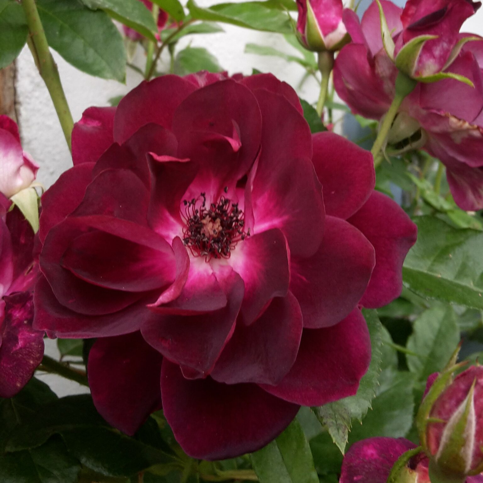 burgundy-iceberg-karin-schade-stauden-und-rosen