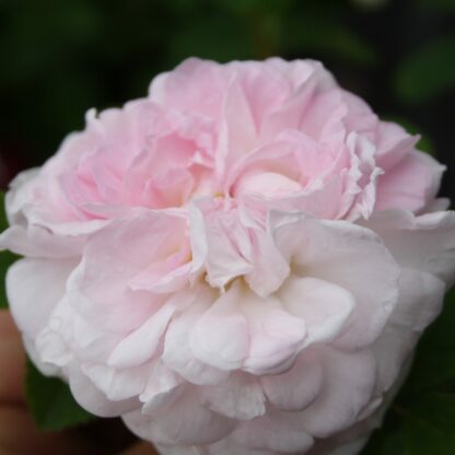 Chloris Christiane
