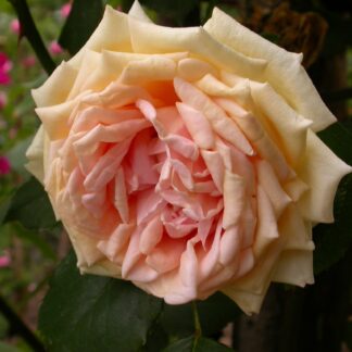 Comtesse de Noghera
