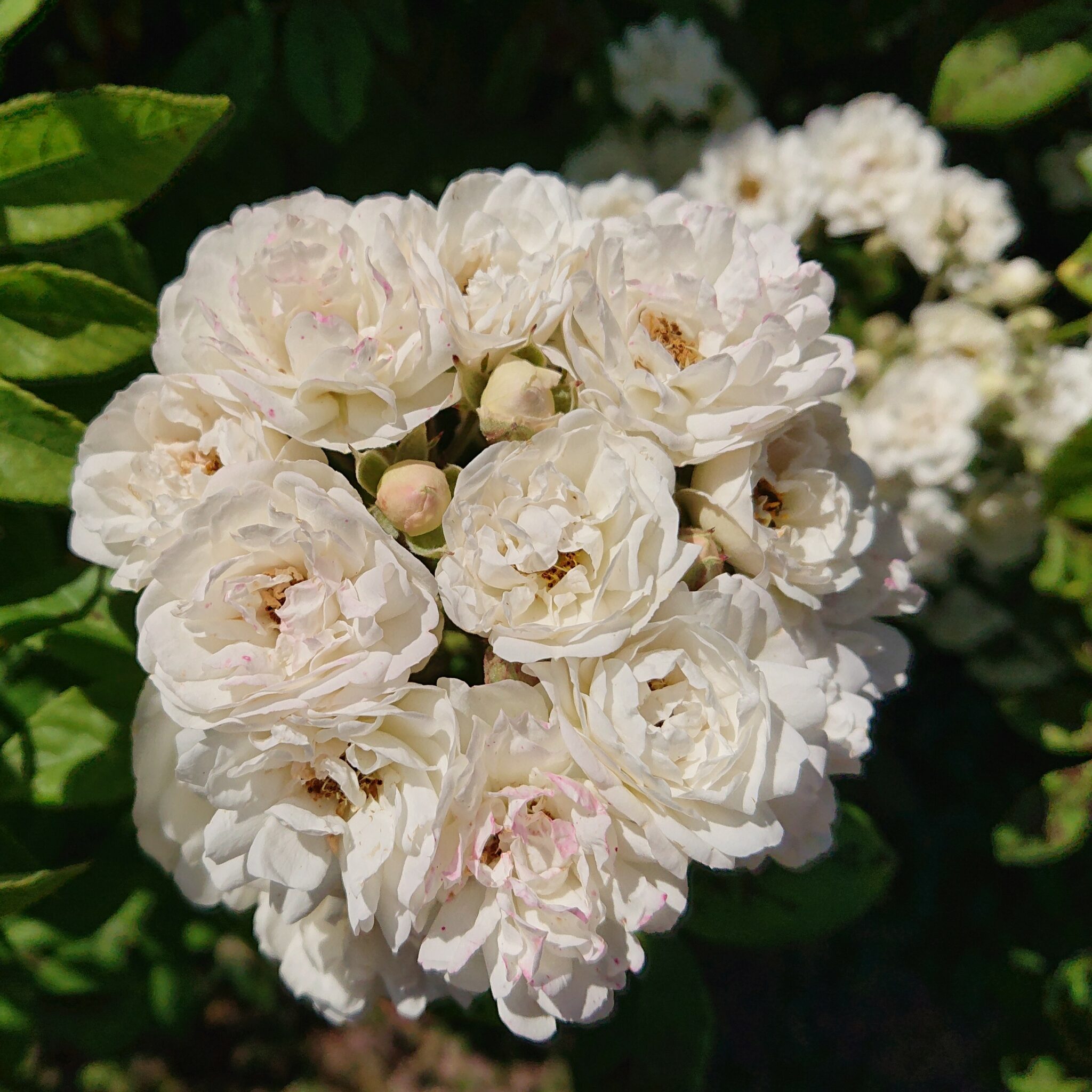 Corsana Karin Schade Stauden und Rosen