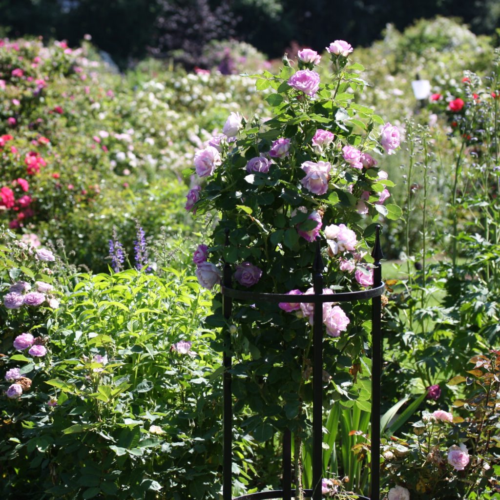 Edith Karin Schade Stauden und Rosen