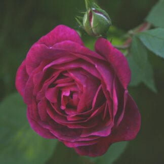 Futtaker Schlingrose