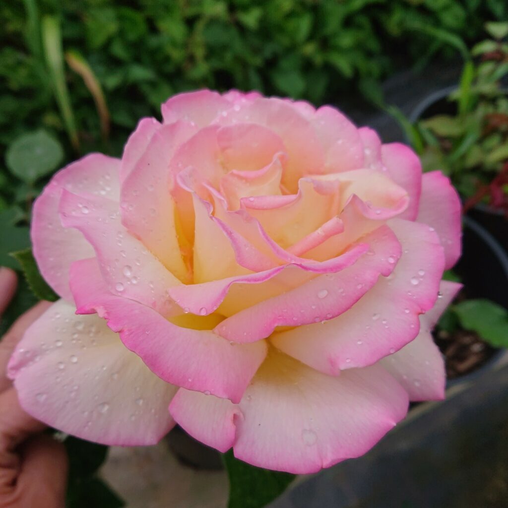 Gloria Dei – Karin Schade – Stauden und Rosen