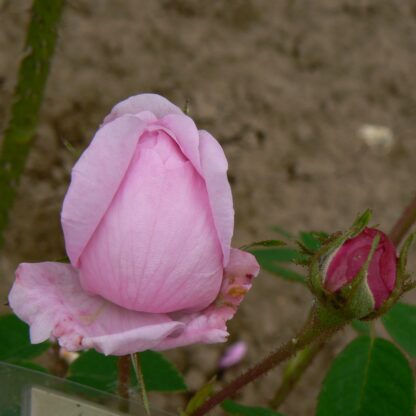 Hausrose Ballenhausen – Bild 9