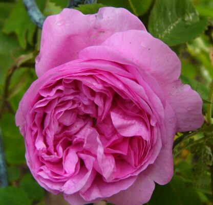 Hausrose Ballenhausen – Bild 2