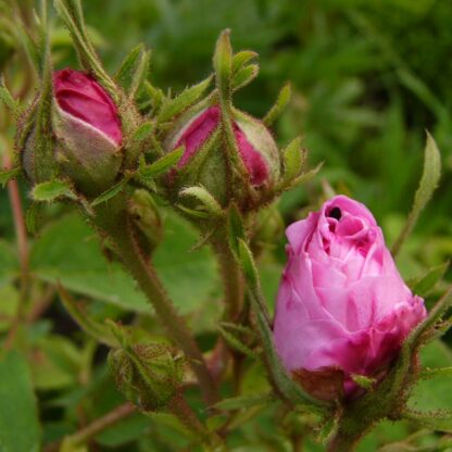 Hausrose Ballenhausen – Bild 6