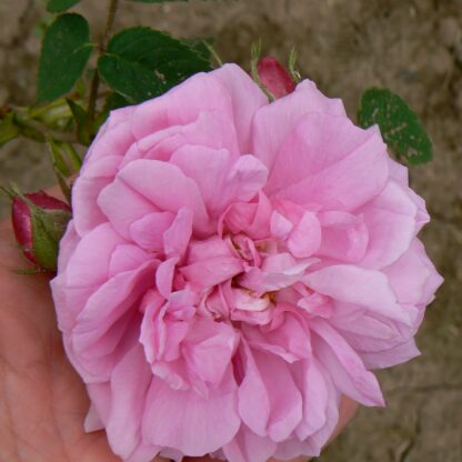 Hausrose Ballenhausen – Bild 10