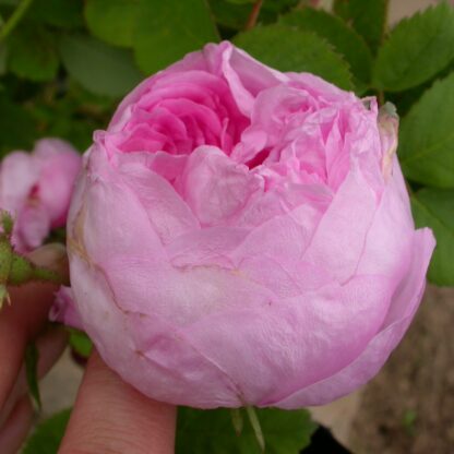Hausrose Ballenhausen – Bild 7
