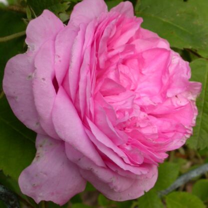 Hausrose Ballenhausen – Bild 3