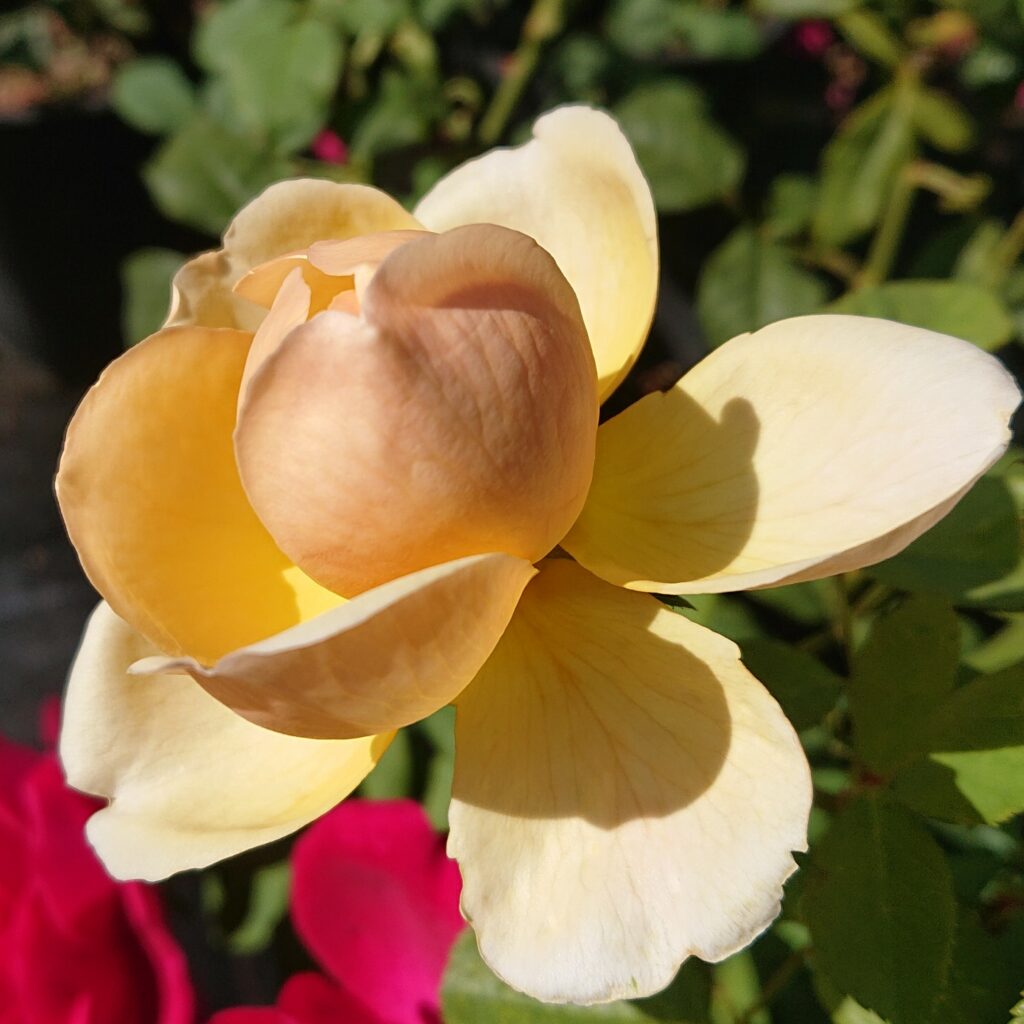 Jude the Obscure – Karin Schade – Stauden und Rosen