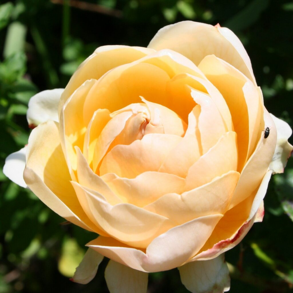 Jude the Obscure – Karin Schade – Stauden und Rosen