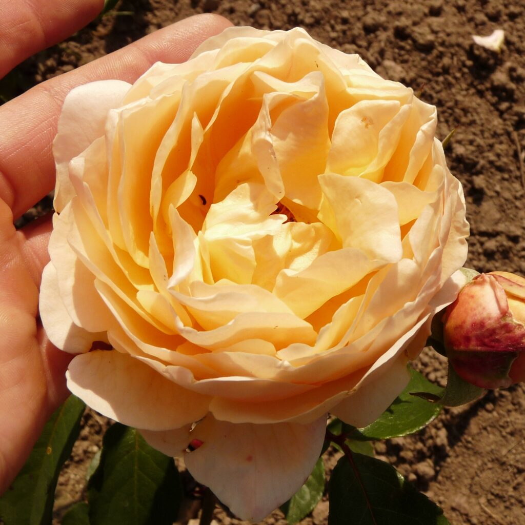 Jude the Obscure – Karin Schade – Stauden und Rosen