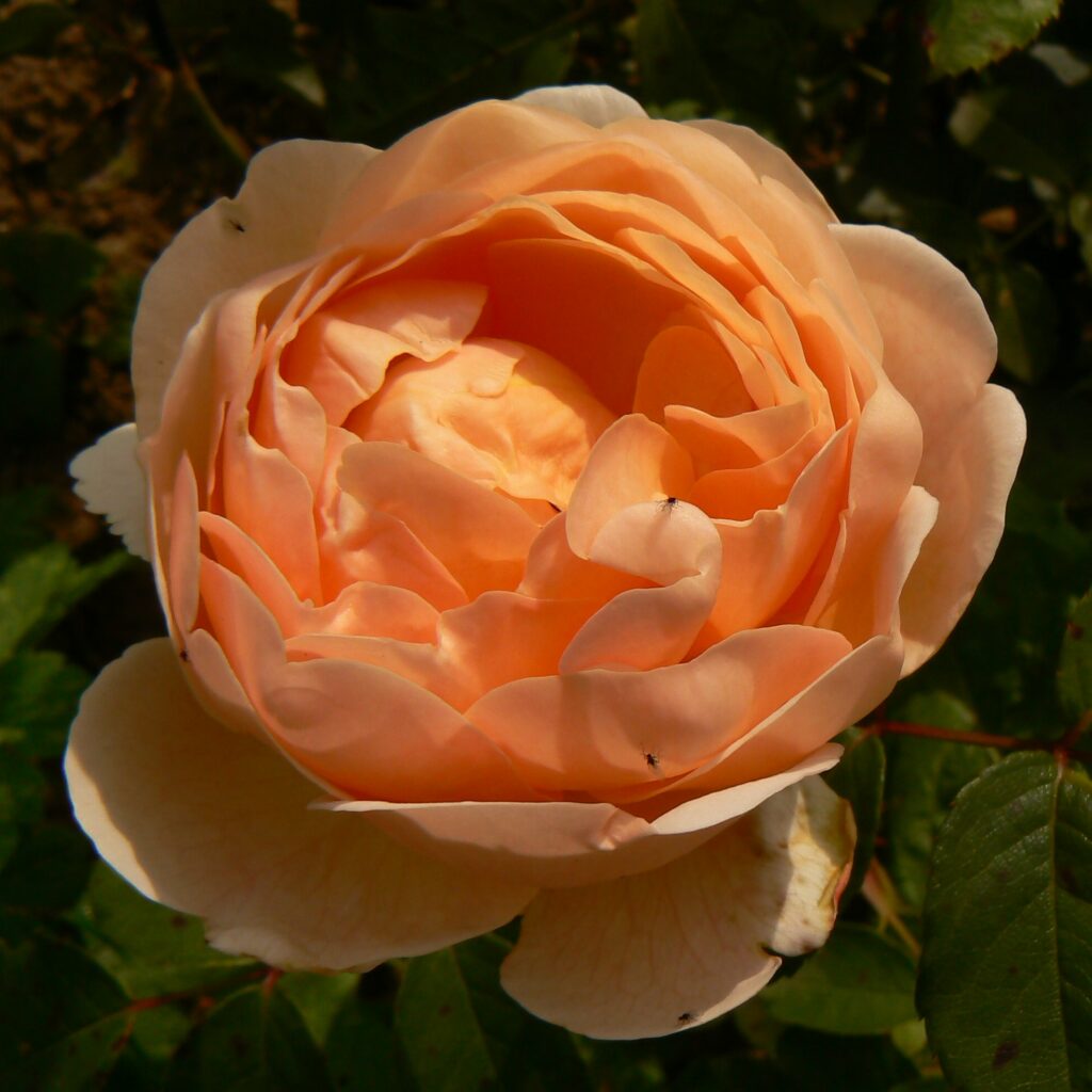 Jude the Obscure – Karin Schade – Stauden und Rosen