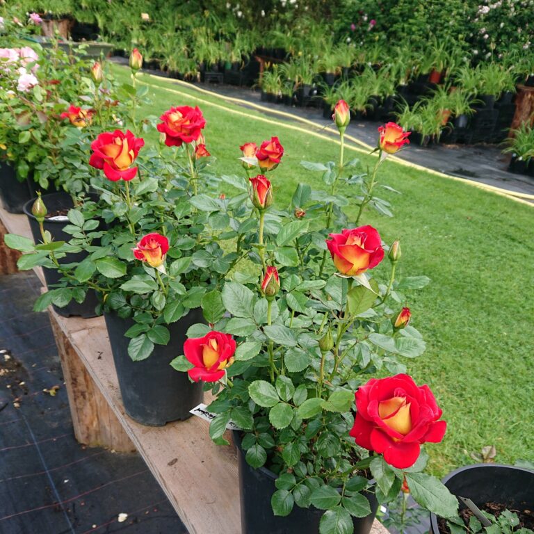 Ketchup and Mustard Karin Schade Stauden und Rosen