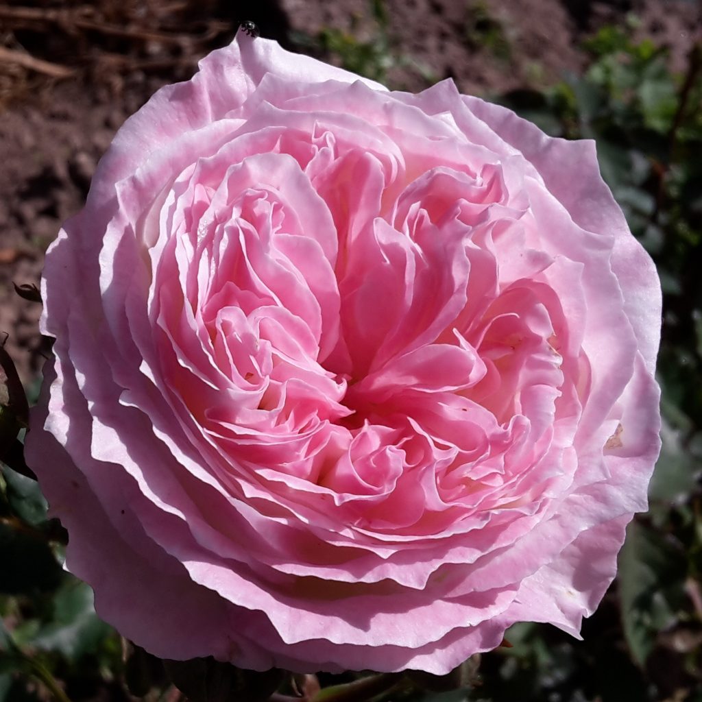 Metamorphose – Karin Schade – Stauden und Rosen