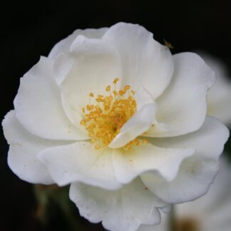 Moonlight (Moschata)