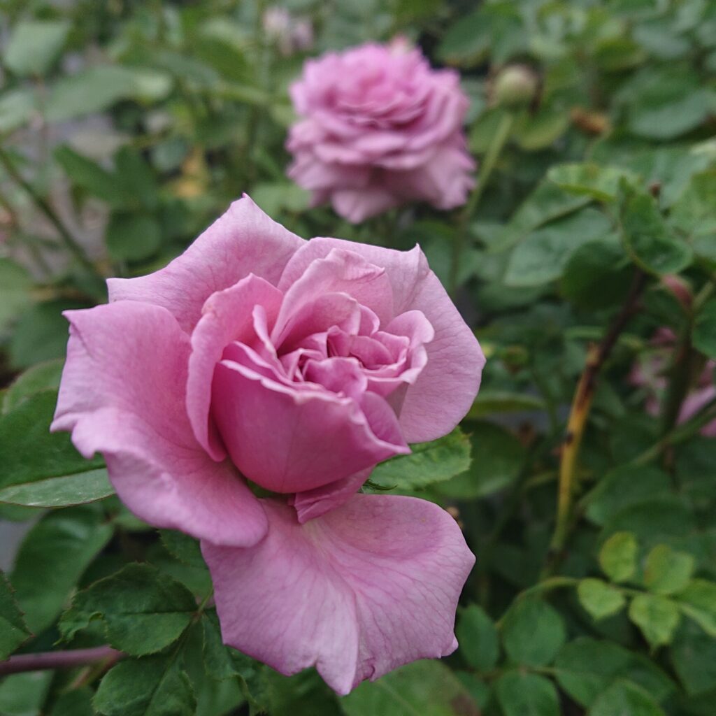 Nimbus Karin Schade Stauden und Rosen
