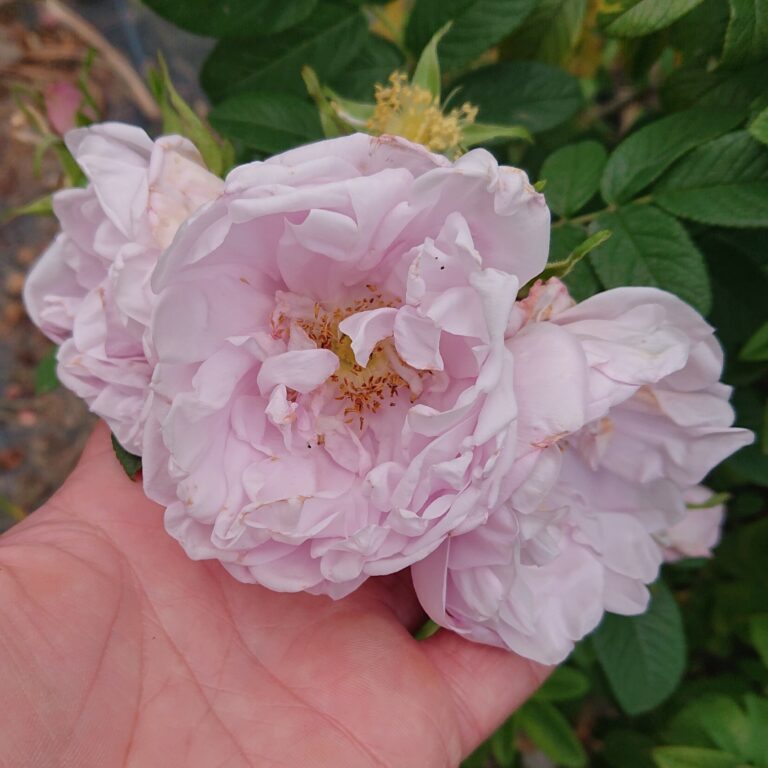 Schneekoppe – Karin Schade – Stauden und Rosen