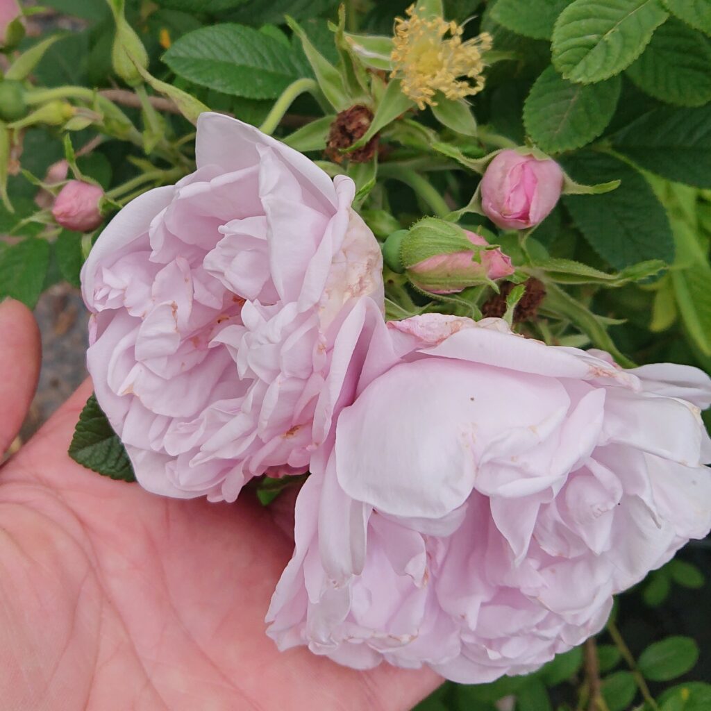 Schneekoppe – Karin Schade – Stauden und Rosen