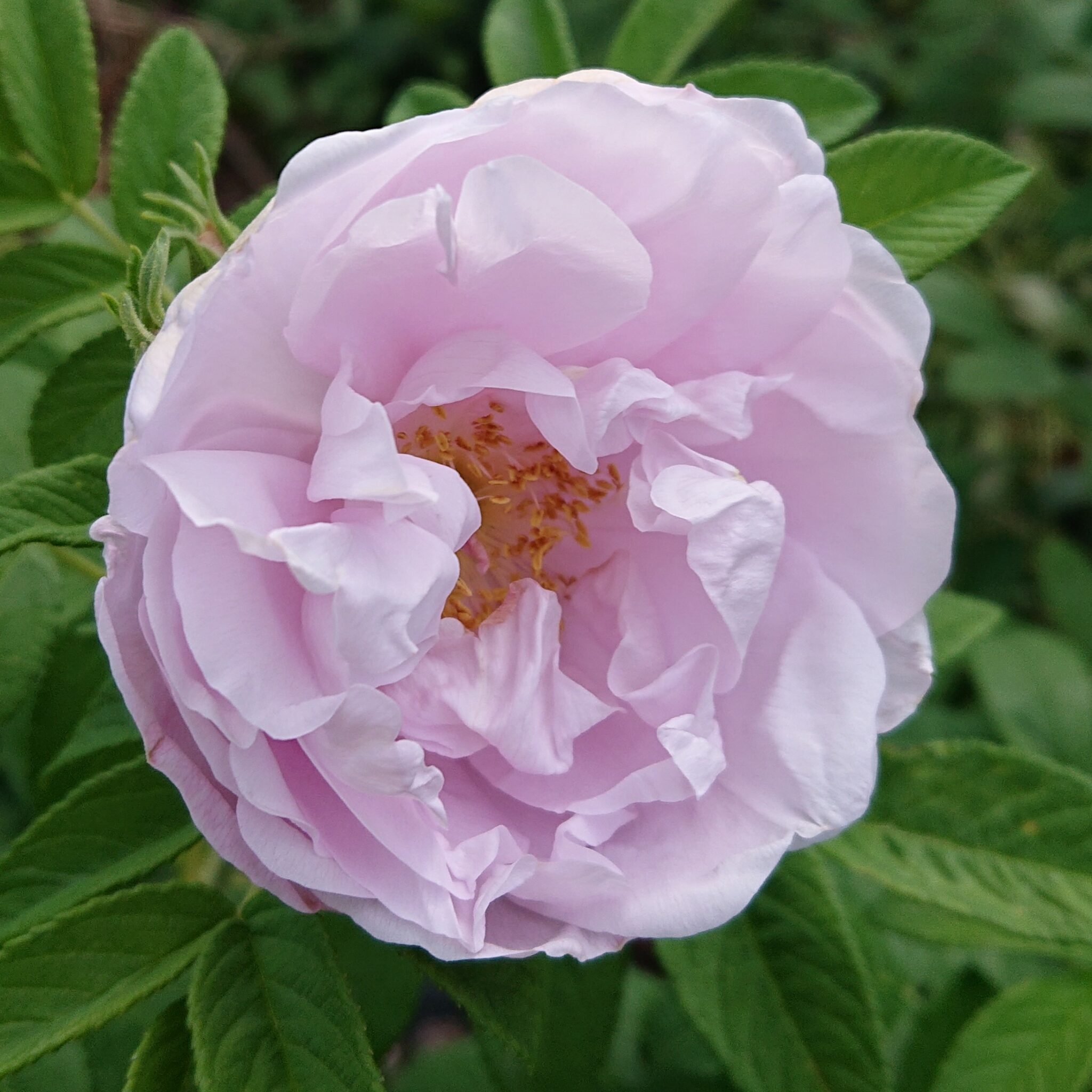 Schneekoppe – Karin Schade – Stauden und Rosen