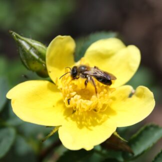 Single Yellow