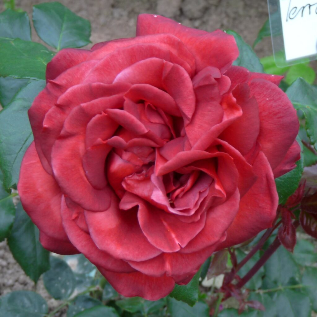 Rosen – Seite 14 – GrönlooF Stauden und Rosen