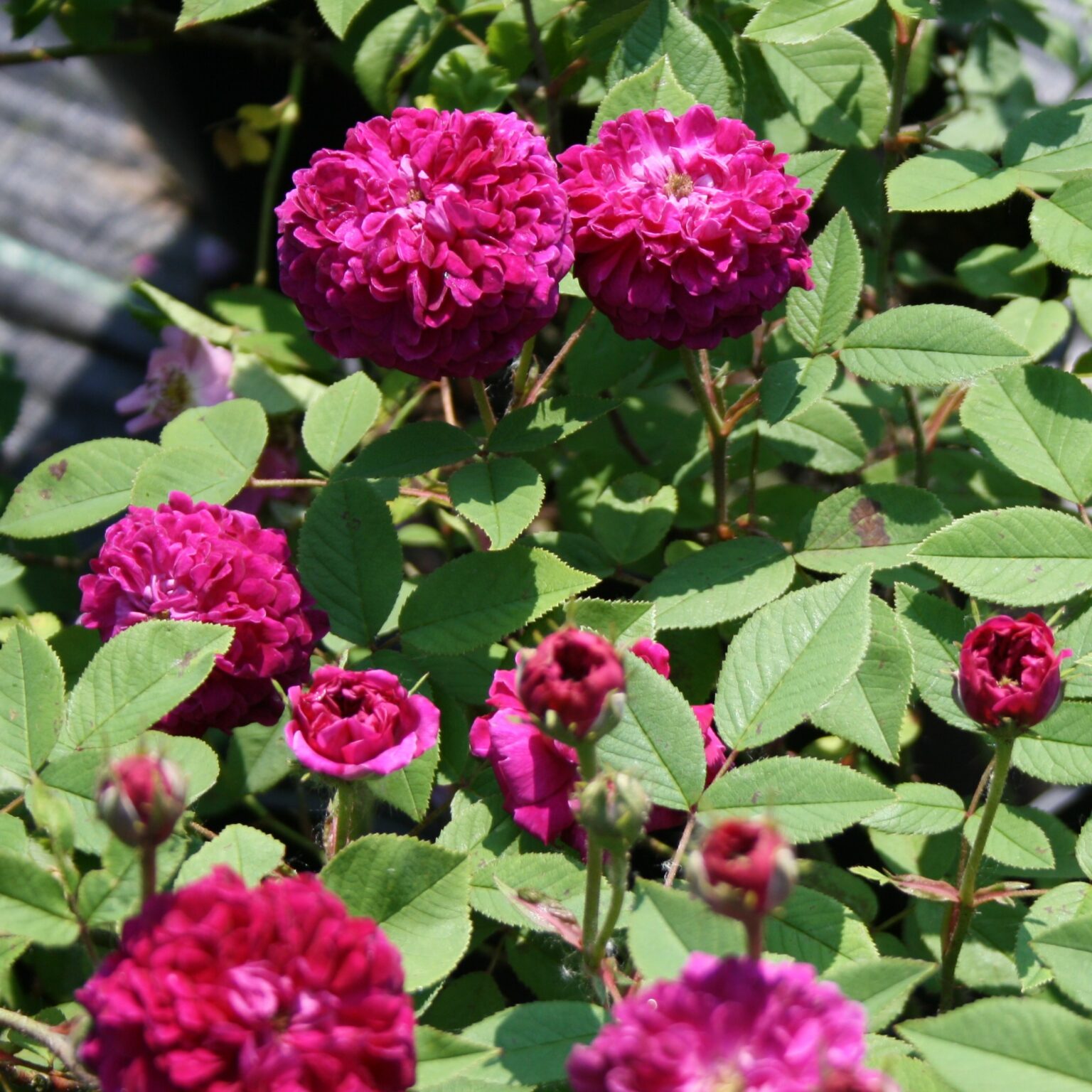 The Shell Rose – Karin Schade – Stauden und Rosen