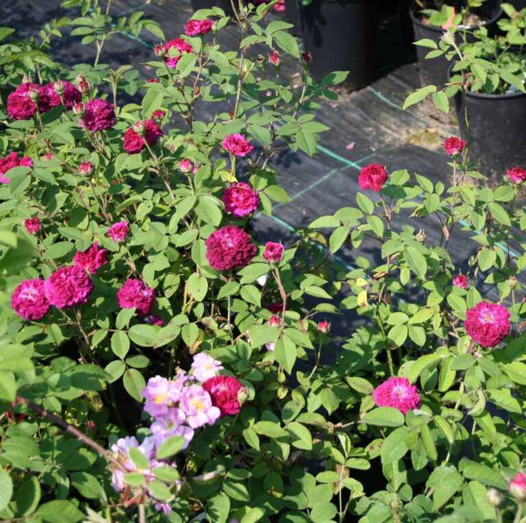 Shell Roses Plant The Shell Rose – Karin Schade – Stauden und Rosen