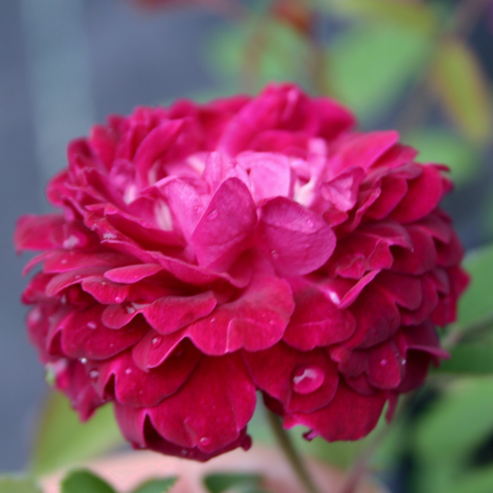 Shell Roses Plant The Shell Rose – Karin Schade – Stauden und Rosen