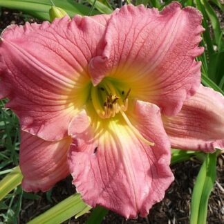 Hem 217