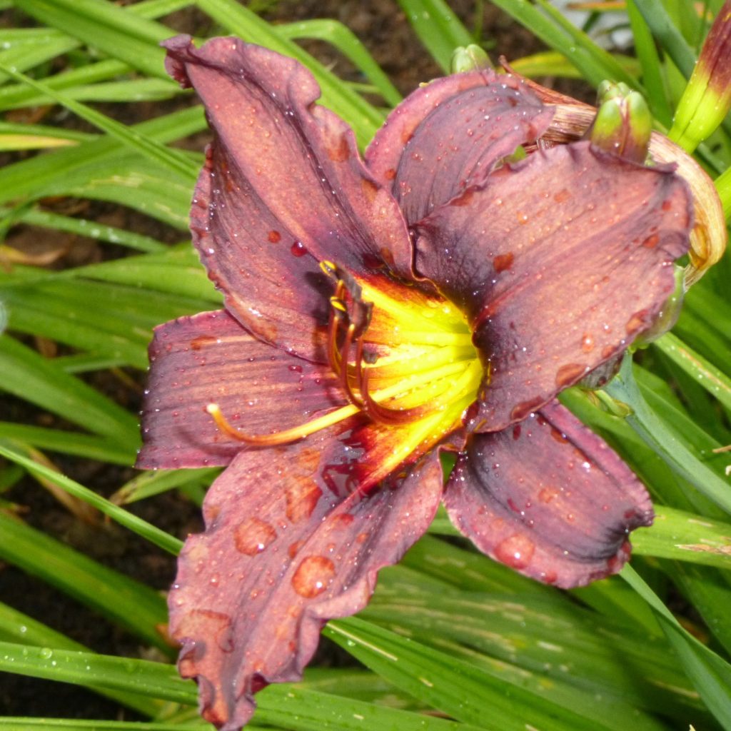 American Beauty Karin Schade Stauden und Rosen