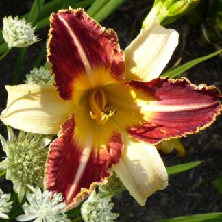 Berleyer Dramma Giocoso