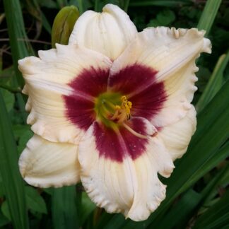 Berleyer Knallbonbon