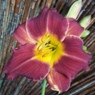 Berleyer Schokopastille