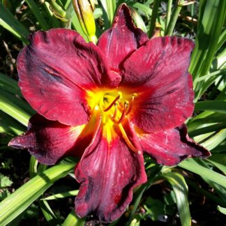 Berleyer Black Ruler