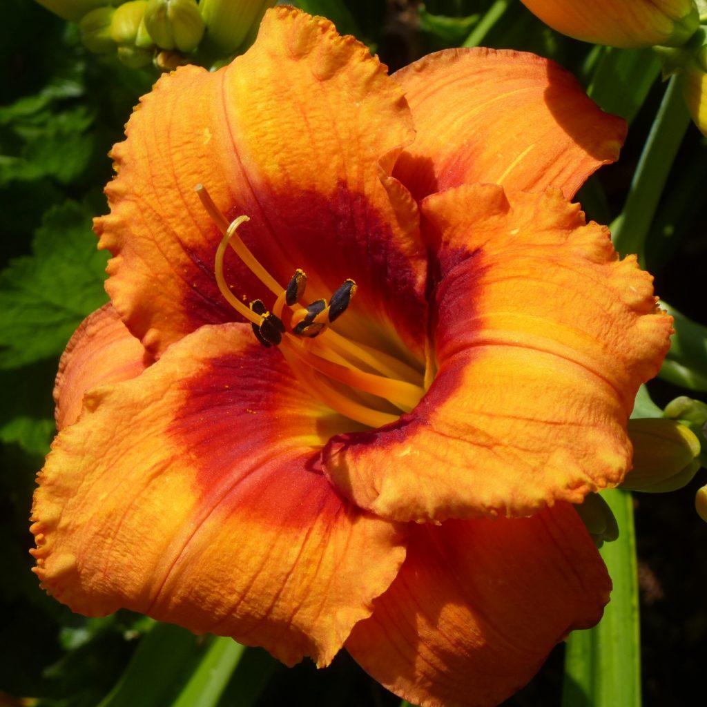 Bold Tiger – Karin Schade – Stauden und Rosen