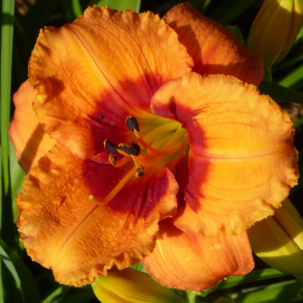 Bold Tiger – Karin Schade – Stauden und Rosen