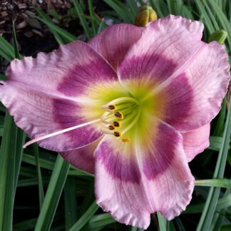 Berleyer Sybillinischer Blick