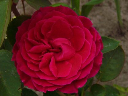 Big Purple – Bild 2