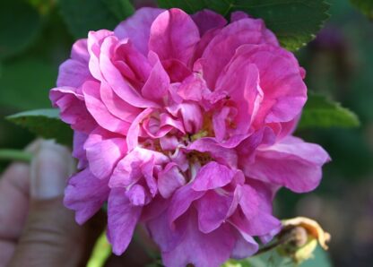 Tapetenrose – Bild 2
