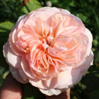 Rose - A Shropshire Lad