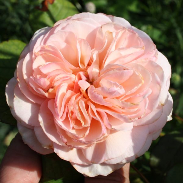 Rose - A Shropshire Lad