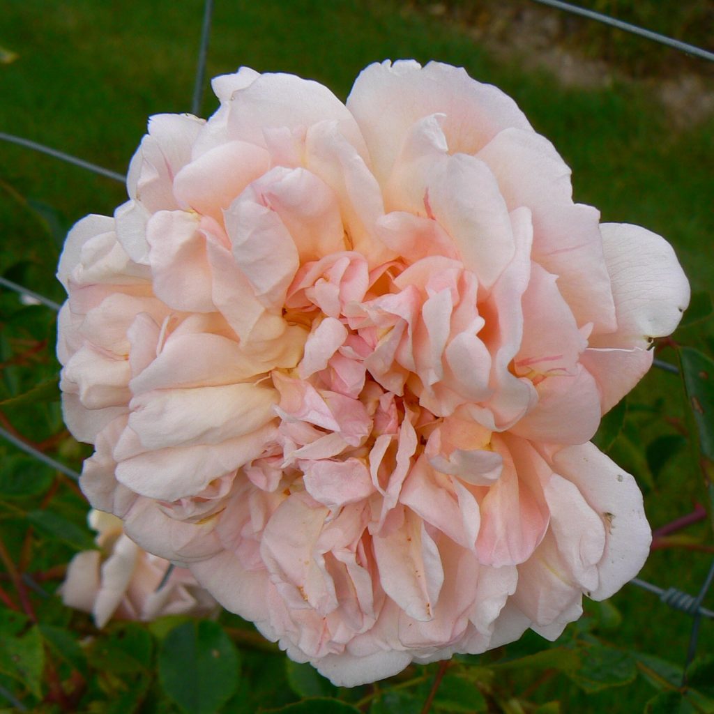 Auguste Gervais Karin Schade Stauden und Rosen