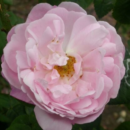 Belle Amour Sangerhausen – Bild 2