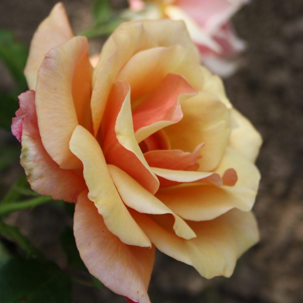 Belle Epoque – Karin Schade – Stauden und Rosen