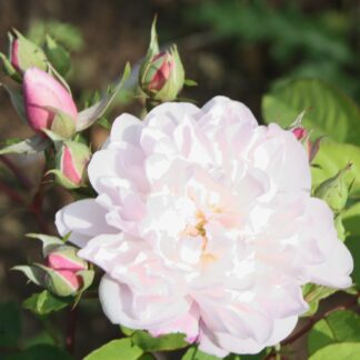 Blush Noisette